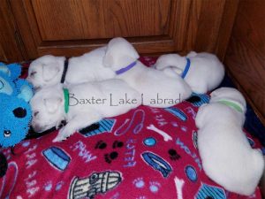 Current Litter of White Labrador Retriever Puppies