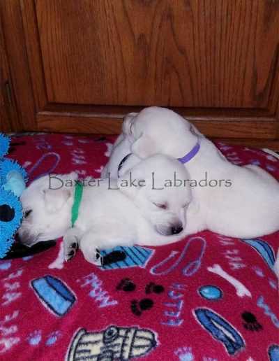 Current Litter of White Labrador Retriever Puppies