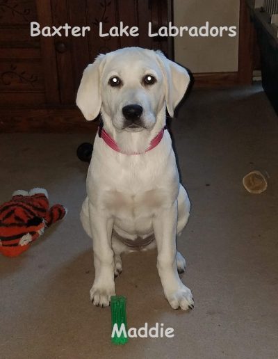 Maddie White Lab Female For Sale MN