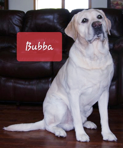 Bubba - White English Labrador Sire of the 2022 Current/Upcoming Litter - Baxter Lake Labradors