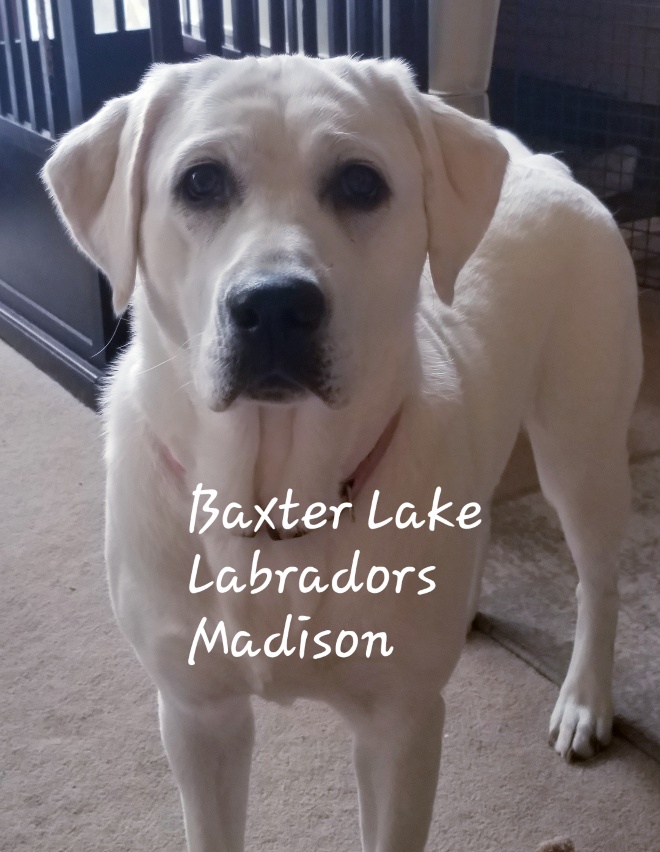 Madison - White English Labrador Dam of the 2022 Current/Upcoming Litter - Baxter Lake Labradors