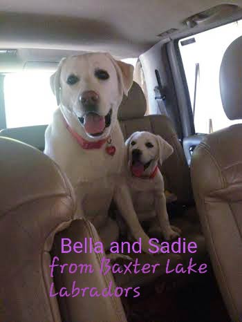 Bella and Sadie - White Labs