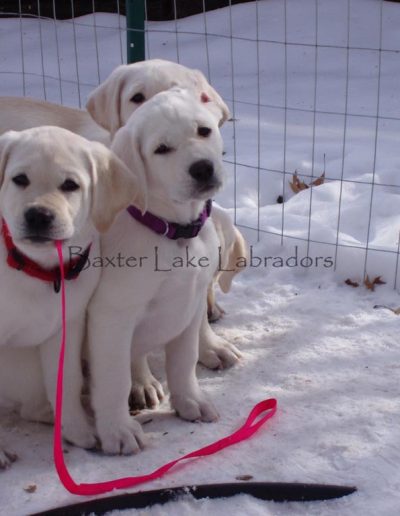 Bubba Mikko Litter 9wks