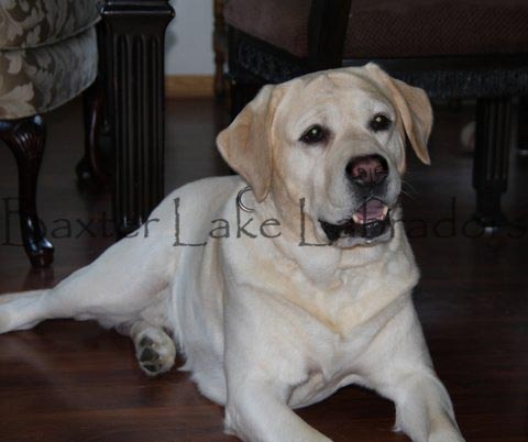 Baxter Lakes Labradors - Bubba