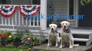 Hank & Hunter White Labrador Retrievers