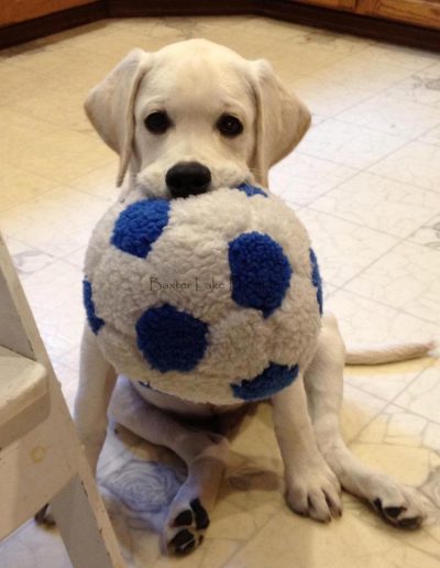 Hunter with ball