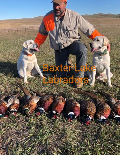 Baxter Lake Labs doing a little pheasant hunting