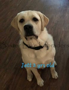 Yellow Lab Jett