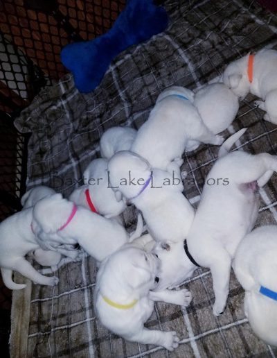 Current Litter of White Labrador Retriever Puppies