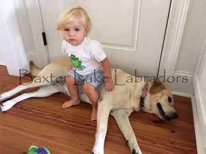 Labradors are very good with babies and small children