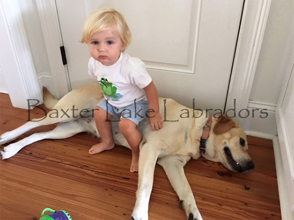 Labradors are very good with babies and small children.