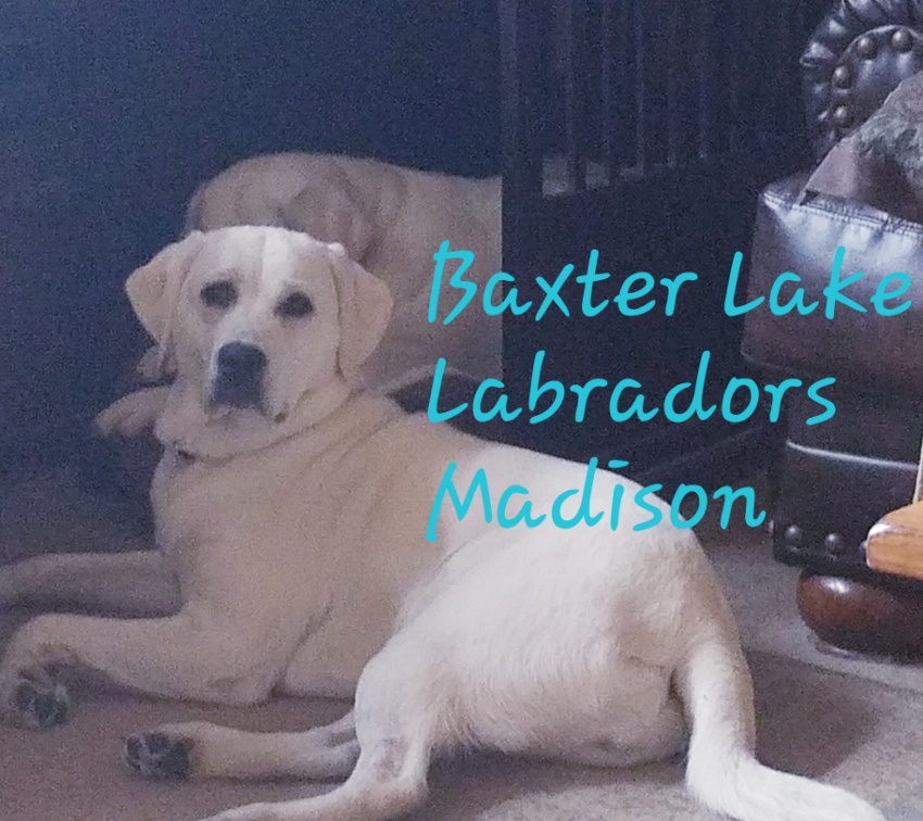 Baxter Lakes Labradors - Madison