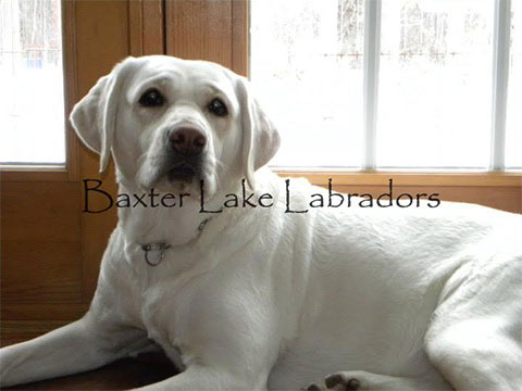 Baxter Lakes Labradors - Mikko