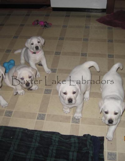 Mikkos litter of 5