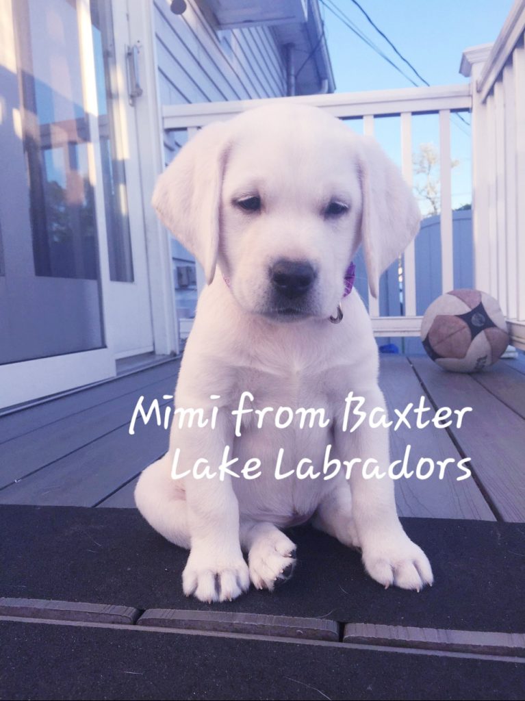 Mimi - White English Labrador Retriever from Baxter Lake Labs - Eight Weeks Old