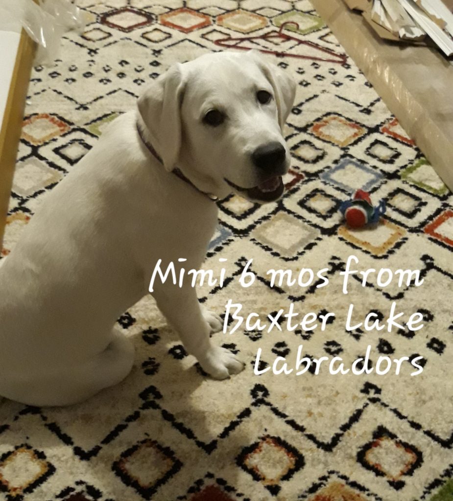 Mimi - White English Labrador Retriever from Baxter Lake Labs - Six Months Old