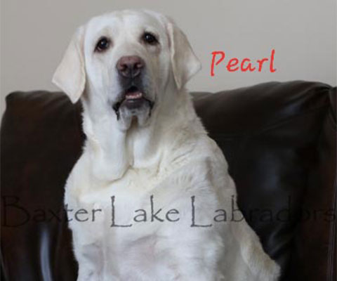 Baxter Lakes Labradors - Pearl