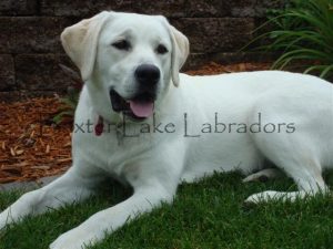 White English Labrador Information Baxter Lake Labradors