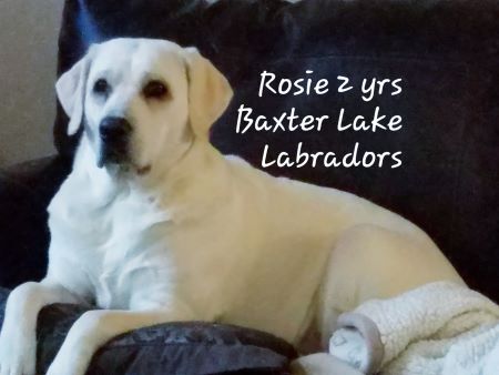 White English Labrador Dam