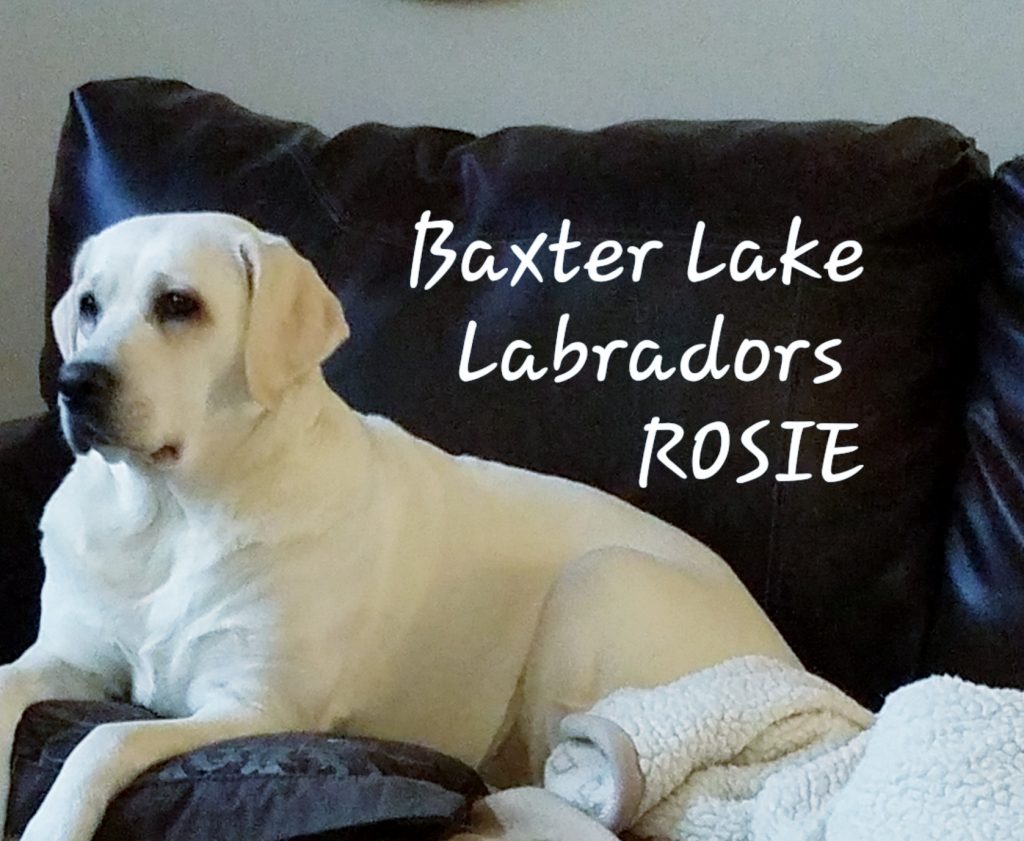 Rosie - White English Labrador Dam of the 2020 Current/Upcoming Litter - Baxter Lake Labradors