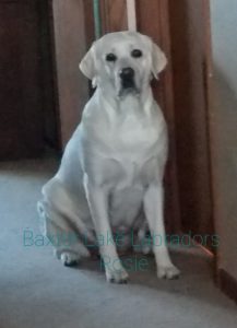 Rose - White English Labrador Dam of the 2021 Current/Upcoming Litter - Baxter Lake Labradors