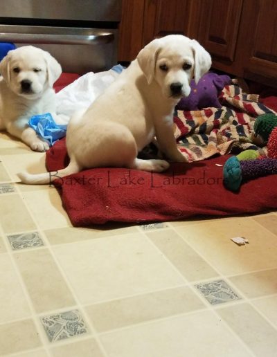 Sara & Dragon Puppies