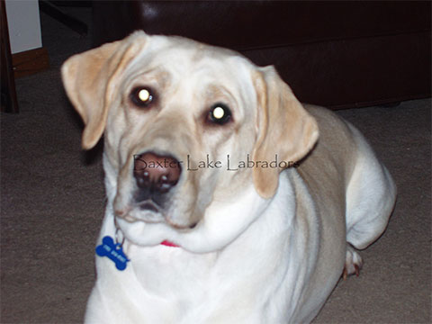 Baxter Lakes Labradors - Sara