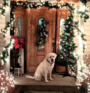 Guiness White Labrador Christmas Time