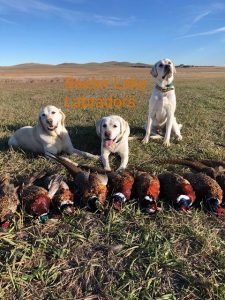 White Lab Hunting Puppies