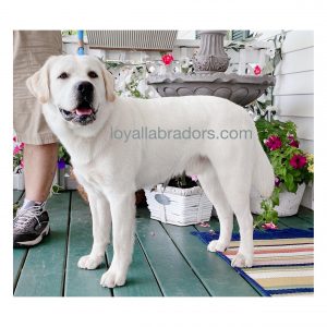 Bo - White English Labrador Sire of the 2021 Current/Upcoming Litter - Baxter Lake Labradors