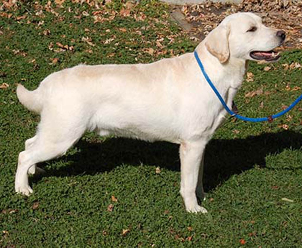 Willie - White English Labrador Sire of the 2020 Litter - Baxter Lake Labradors